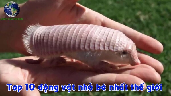 con vật nhỏ nhất thế giới
