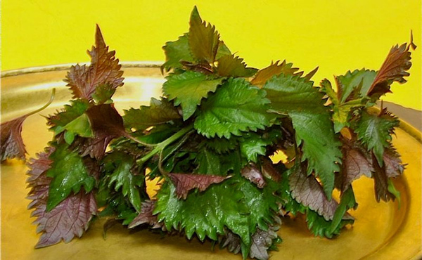 mẹo chữa ăn không tiêu