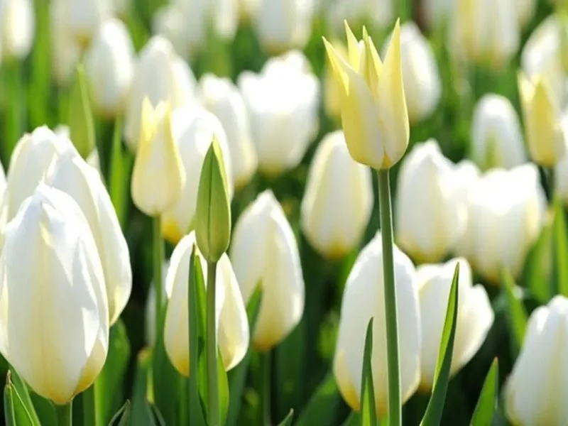 hoa tulip trang co y nghia gi giai ma nhung thong diep dac bie