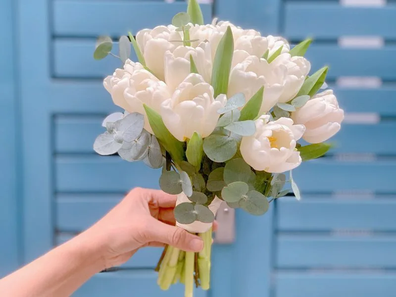 hoa tulip trang co y nghia gi giai ma nhung thong diep dac bie